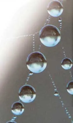 spider silk