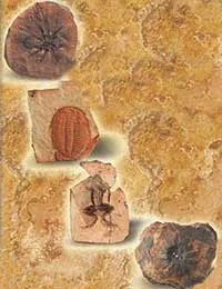 fossills