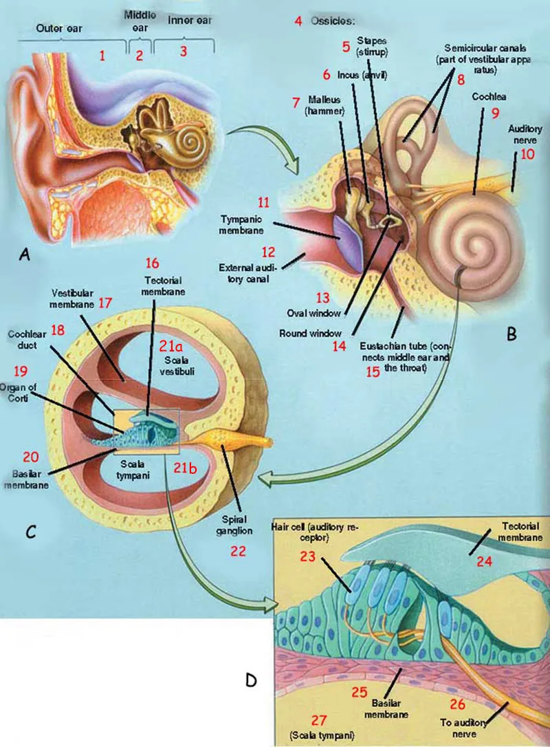 ear