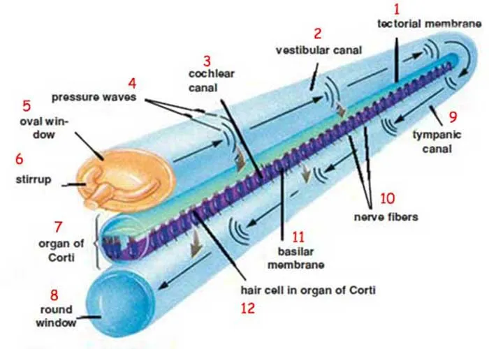 corti
