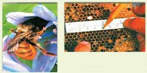 According to evolutionists' own logic, it is possible to draw a comparison between bees, which build combs that are architectural marvels, or beavers, which con
