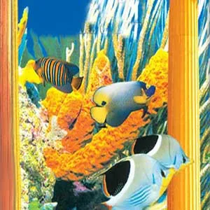 fishes