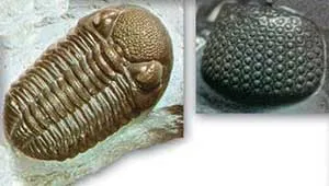 Trilobites were among the first known animals with efficient eyes. These had many crystal lenses fixed at different angles to register movement and light from d