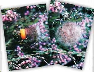 Three-dimensional webs have a much more complicated structure than two-dimensional ones. A miraculous structure can be observed in every feature of the web. The