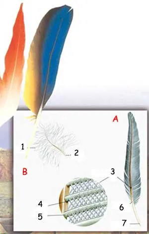 A. Flight of Contour FeatherB. Semi Plume or Down Feather1. Barbs,2. Calamus,3. Magnified Area,4. Barbule,5. Barb,6. Shaft (rachis),7. CalamusWhen bird feathers