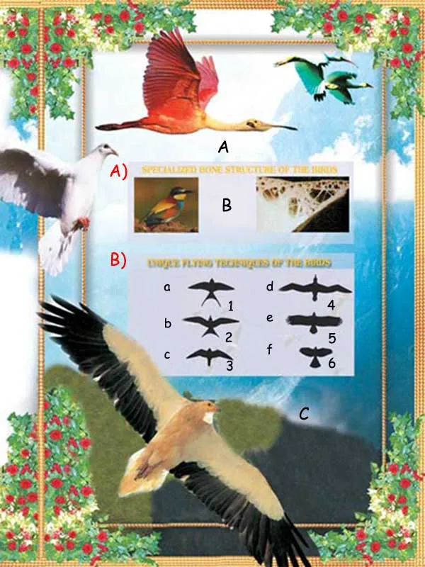 birds