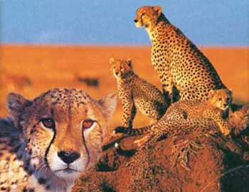 cheetah