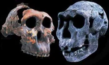 A. boiseiH. erectus