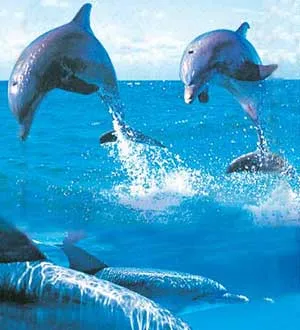 whales