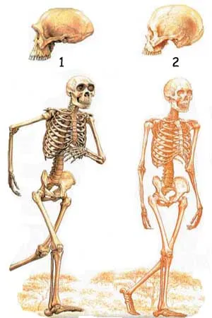 skeleton