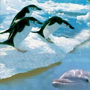 penguins dolphin
