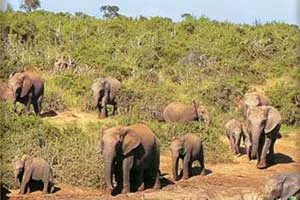 elephants