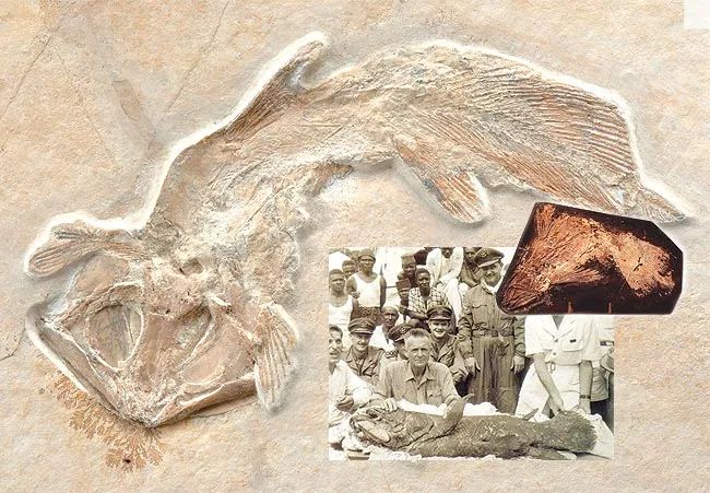 J. L. B. Smith, posing with the second coelacanth caught off the Comora Islands in 1952. This coelacanth fossil, discovered in the Solnhofen Formation in German