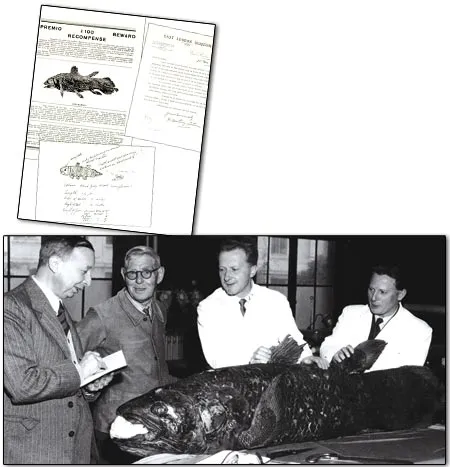 The picture below shows J. L. B. Smith, with a coelacanth caught alive. To the side are letters sent to Smith, from the East London Museum, on the subject and a