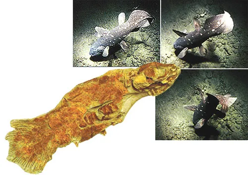 THE COELACANTH IS A BOTTOM-DWELLING FISH FOUND IN DEEP WATERS A 410-MILLION-YEAR-OLD COELACANTH FOSSIL Many living coelacanths were caught after 1938. It was th