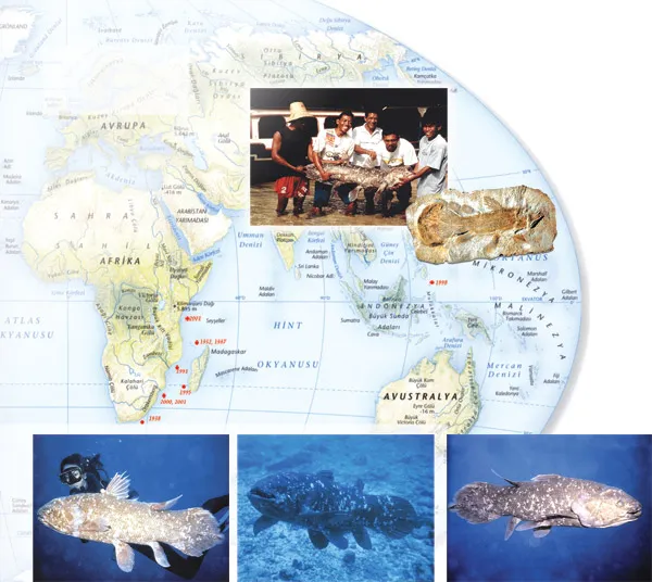 A 400-MILLION-YEAR-OLD COELACANTH FOSSIL Darwinists experienced a huge shock when a live coelacanth was captured, and were thus once again faced with the fact t