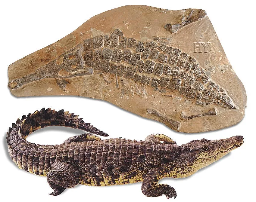 100 million-year-old crocodile fossil Crocodiles are one example of living fossils. They appeared with all their physical structures fully formed and have survi