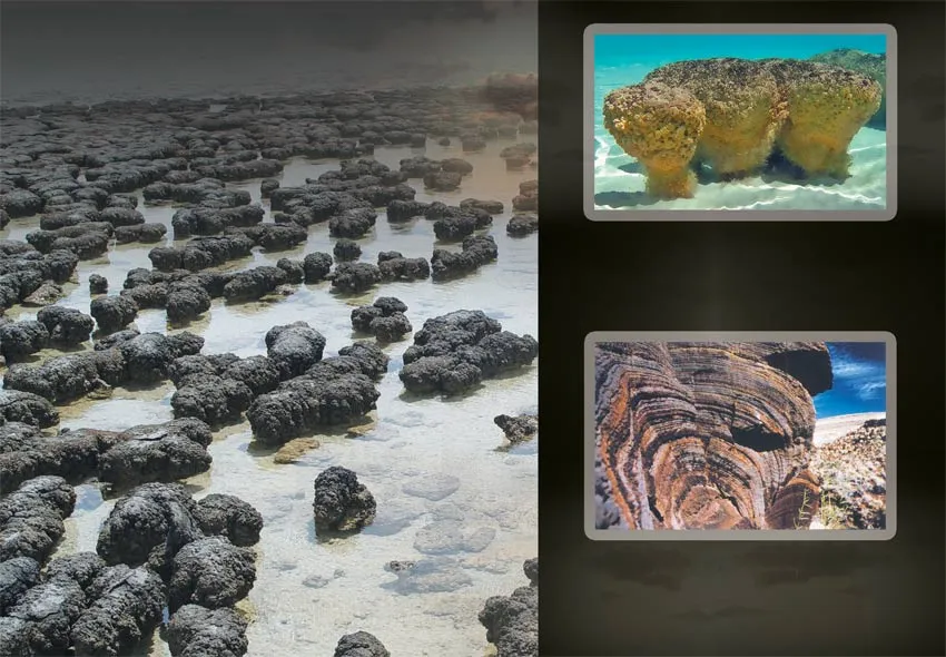 Bacteria are not only found in the seas or water sources. They are also agents present in all living things, from the human body to termites living underground 