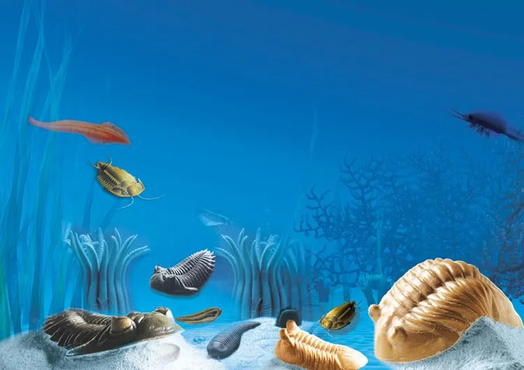 Research in various regions of the world has revealed the different characteristics of all life forms from the Cambrian Period. These life forms have heads, bod