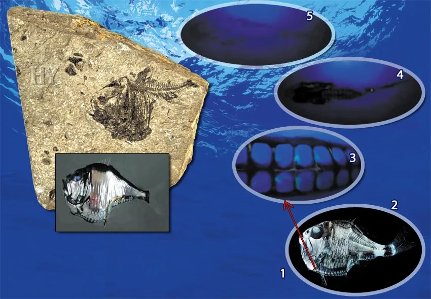 THE LUMINOUS STRATEGY OF THE HATCHETFISHOne bioluminescent marvel living at depths of 1,000 meters (3,300 feet) is the hatchetfish. Some ten centimeters (four i