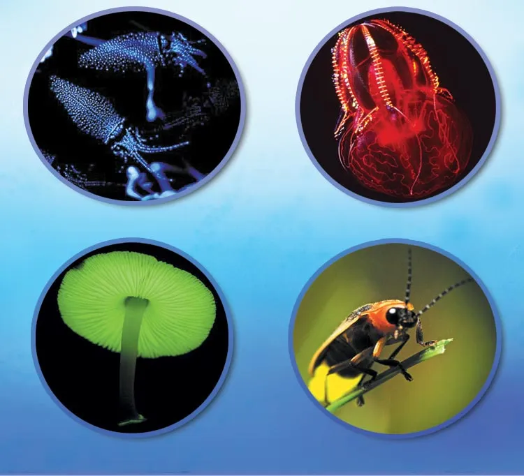 Fish are not the only light-emitting life forms; some squid, jellyfish, seaweed, shrimp, plankton, lightning bugs and some species of fungi all know, through in