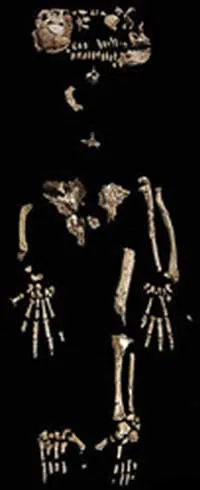 The Latest Deception Behind Which Darwinists Ride Their Despair: ArdiDarwinists produced a creature identical to the present-day Bonobo chimpanzee and gave it t