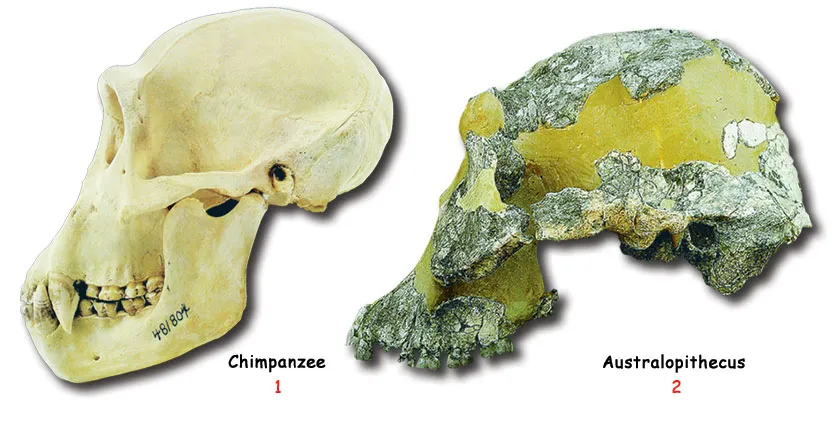 Australopithecus- Resemblance to a Chimpanzee1. Chimpanzee2. AustralopithecusThe similarity between Australopithecus and chimpanzee skulls indicates that Austra