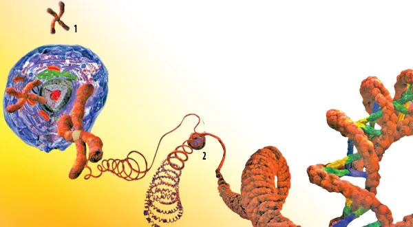 1. Chromosome2. HistoneEvery mutation affecting DNA will harm it.It is impossible for organisms to become more perfect or acquire new genetic information as a r