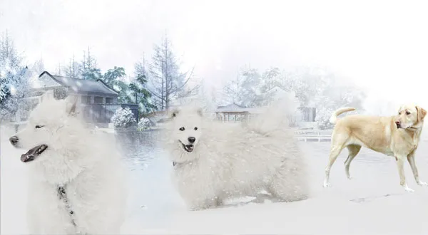 Long-haired dogs will naturally have an advantage over short-haired dogs in a cold region, and will therefore live longer, reproduce more and find it easier to