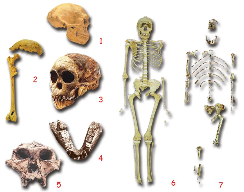 Darwinists' Fake Skulls1. FALSE Peking Man2. FALSE Java Man3. FALSE The Taung child4. FALSE Nebraska Man5. FALSE Zinjanthropus6. FALSE The Turkana Boy7. FALSE L