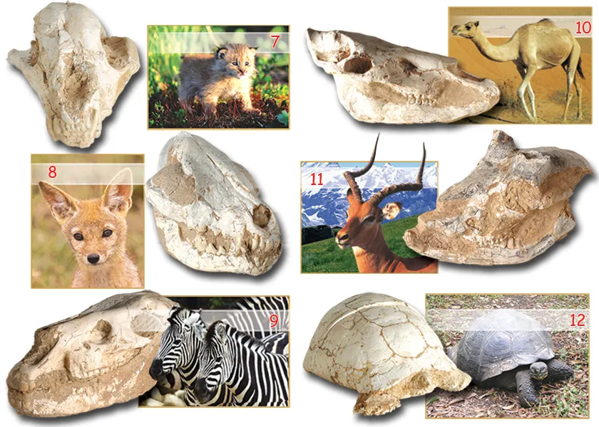 Living Fossils1. A 54-to-37-million-year-old fossil sassafras leaf2. A 40-million-year-old fossil diospyros leaf3. A 125-million-year-old fossil dragonfly4. A 1