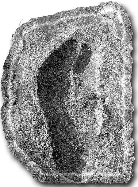 Solely because of these prints' age, evolutionists ascribe them to A. afarensis. Research, however, shows that the people who left these footprints behind were