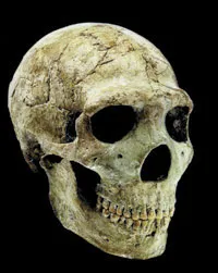 A Neanderthal skull