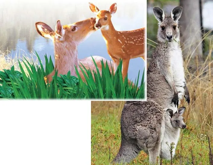 Nature is not a battleground in which only the fittest survive, as evolutionists would have us believe. On the contrary, it is filled with countless examples of