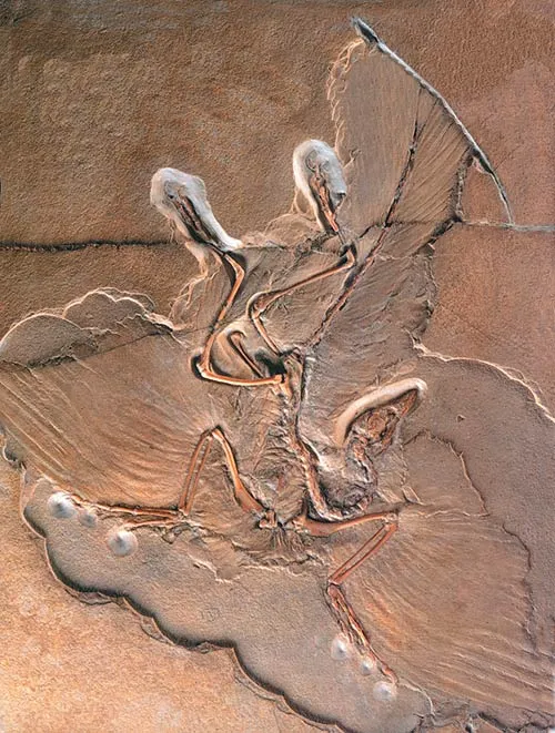National Geographic's great hit, the "dino-bird." Archaeoraptor soon turned out to be a hoax.