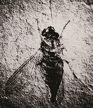 Winged insects emerge all of a sudden in the fossil record, and from that moment they have possessed the same flawless structures as today. The 320-million-year