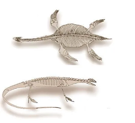 Plesiosaur