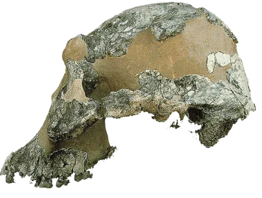 Australopithecus afarensis