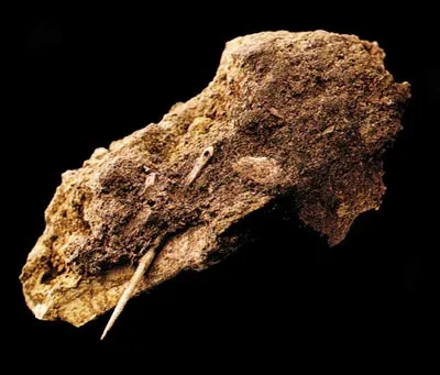 Neanderthal Sewing Needle 26,000-year-old needle: This interesting find shows that Neanderthals had the knowledge to make clothing tens of thousands of years ag