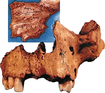 A face bone discovered in Atapuerca in Spain, showing that people with the same facial structure as present-day people were living 800,000 years ago.