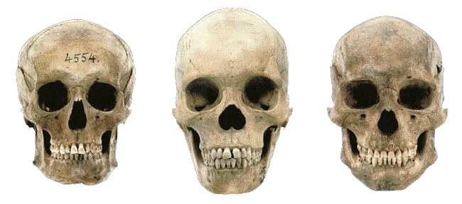 Skeletal Variation Among Modern Human Races Evolutionary paleontologists portray different Homo erectus, Homo sapiens neanderthalensis, and archaic Homo sapiens