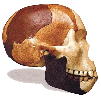 For 40 years, Piltdown man fossil was accepted as the greatest evidence for human evolution. Evolutionist fossil experts claimed to have found a lot of transiti