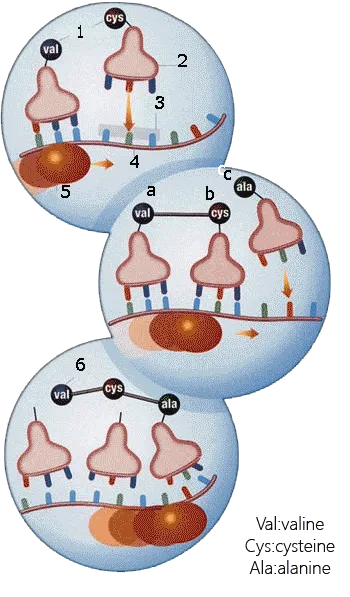 1. Amino Acids 2. Transfer RNA 3. Codon 4. Messenger RNA 5 Ribosome 6. Protein Sequence a. Val Valine b. Cys Cysteine c. Ala Alanine Protein Synthesis: The ribo