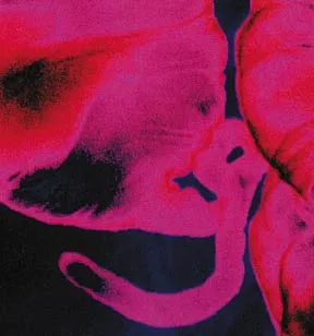 The appendix (above), which evolutionists thought to be a vestigial organ, has now been understood to play an important part in the body's immune system.
