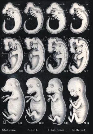 Haeckel's fake drawings.