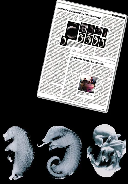 In its September 5, 1997, issue, the famous journal Science published an article revealing that Haeckel's embryo drawings had been falsified. The article descri