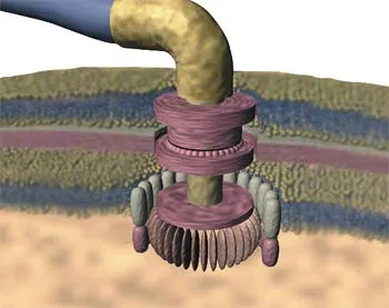 An electric motor—but not one in a household appliance or vehicle. This one is in a bacterium. By means of this motor, bacteria have been able to move those org