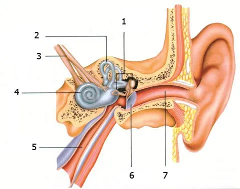 1. Hammer, anvil and stirrup 2. Semicircular canals 3. Vestibular nerve 4. Cochlea 5. Eustachian tube 6. Eardrum 7. External auditory canal