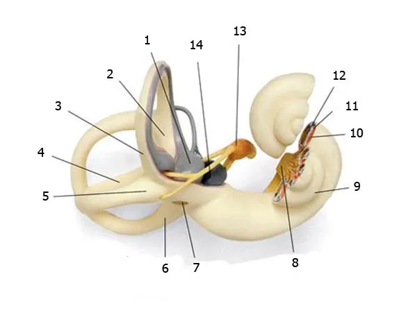 1. Utriculus 2. Common crus 3. Superior semicircular canal 4. Lateral semicircular canal 5. Ampulla 6. Posterior semicircular canal 7. Oval window 8. Vestibular