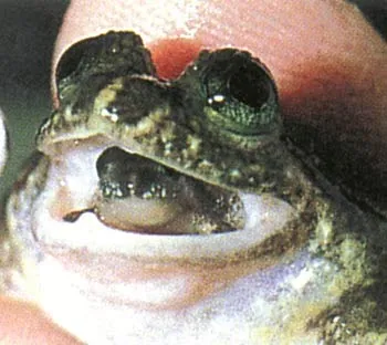 The females of this frog species hide their young in their stomachs throughout the incubation period, and then give birth to them through their mouths. But in o